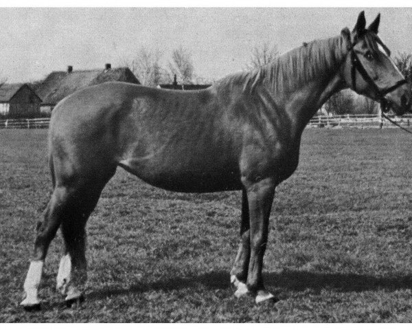 Zuchtstute Urtika H. 5120 (Trakehner, 1943)