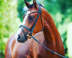 dressage horse Casimir (German Riding Pony, 2014, from Cosmopolitan NRW)