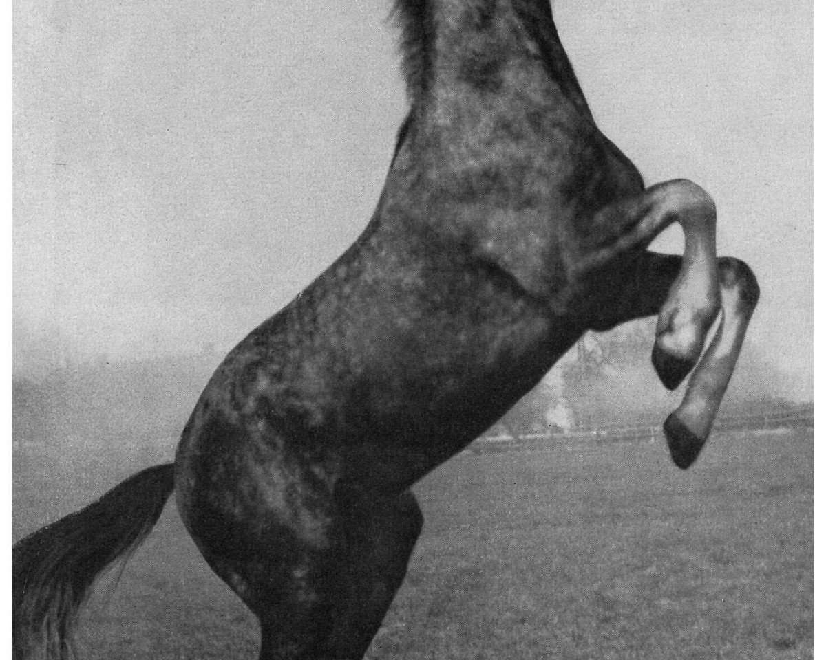 stallion Dan Sahib ox (Arabian purebred, 1950, from Amurath Sahib 1932 ox)
