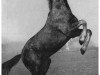stallion Dan Sahib ox (Arabian thoroughbred, 1950, from Amurath Sahib 1932 ox)