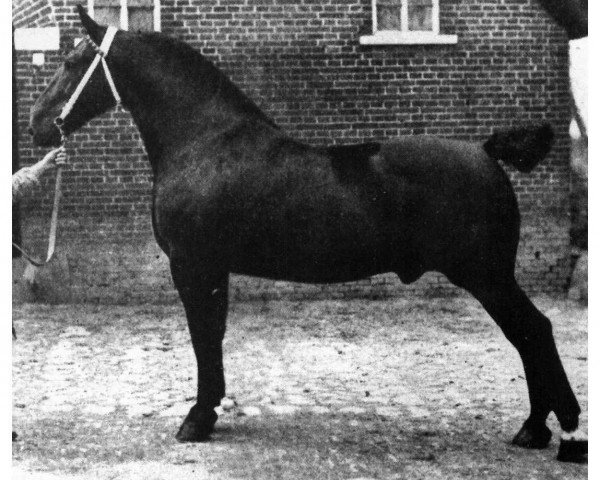 stallion Rotbart (Oldenburg, 1899, from Ruthard 1255)