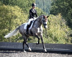 dressage horse Cassilano's Charming Boy (Holsteiner, 2012, from Cassilano)