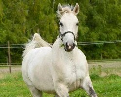 horse Arwen (Hungarian Warmblood, 2001, from Aldato)