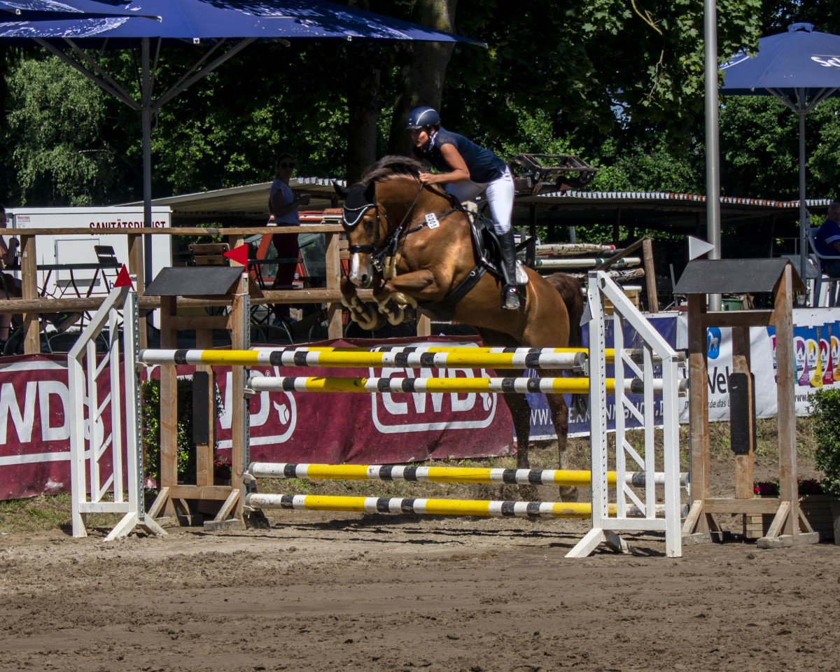 jumper Fame for Eternity (KWPN (Royal Dutch Sporthorse), 2010, from Azteca VDL)
