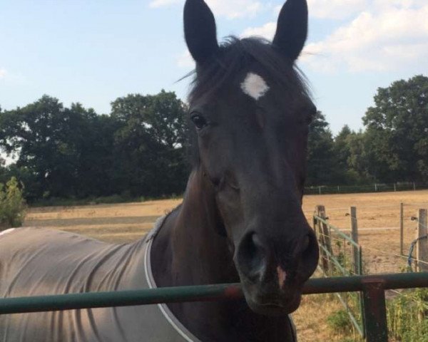 broodmare Esandra S. (German Sport Horse, 2004, from Thannhaeuser)