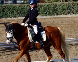 Dressurpferd Bono MK (Welsh Pony (Sek.B), 2006, von Warmwell Page Boy)