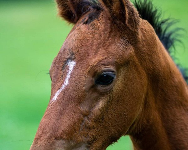 Springpferd Camidou (Oldenburger, 2020, von Castino 4)