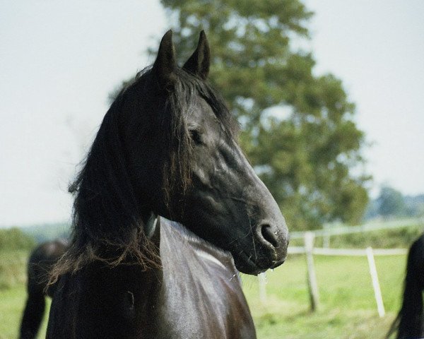 Pferd Pagina (Friese, 1993, von Osvald Af Karma)