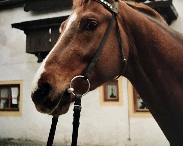 stallion Pergamon (Bavarian, 1985, from Periander)