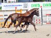 dressage horse Franziskus (Westphalian, 2018, from Fürstenball)