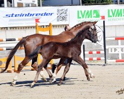 dressage horse Franziskus (Westphalian, 2018, from Fürstenball)