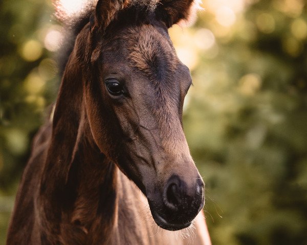 Pferd Emira of Love (Deutsches Reitpferd, 2020, von Etalon 16)