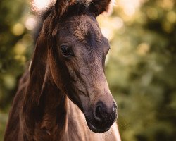 horse Emira of Love (German Warmblood, 2020, from Etalon 16)