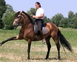 stallion Saigon (Pura Raza Espanola (PRE), 2012)