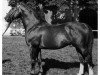 stallion Dichter (Mecklenburg, 1947, from Dedo)