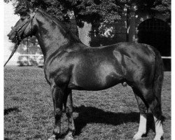 stallion Dichter 2697 (Mecklenburg, 1947, from Dedo)