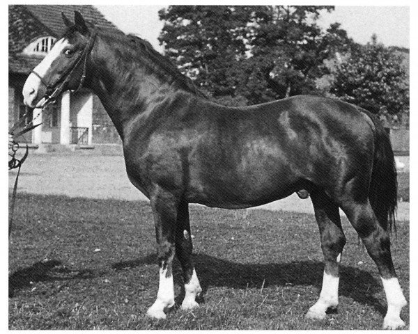stallion Demzin (Mecklenburg, 1940, from Derfflinger)