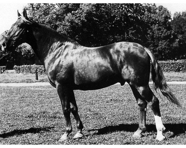stallion Assing III (Hanoverian, 1942, from Ast)