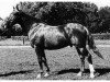 stallion Assing III (Hanoverian, 1942, from Ast)