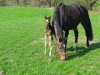 broodmare CiCi Nele (Holsteiner, 2010, from Nekton)