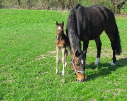 broodmare CiCi Nele (Holsteiner, 2010, from Nekton)