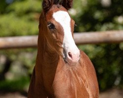 dressage horse Easy Going (Hanoverian, 2019, from Escamillo)