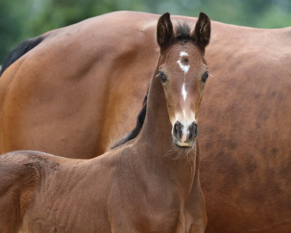 dressage horse Ermino N (Hanoverian, 2020, from Escamillo)