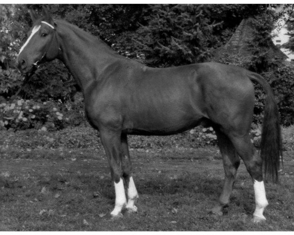 stallion Arwed (Hanoverian, 1974, from Arsenik)