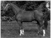 stallion Arwed (Hanoverian, 1974, from Arsenik)