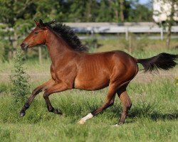 broodmare Matilda (Hanoverian, 2018, from Morricone)