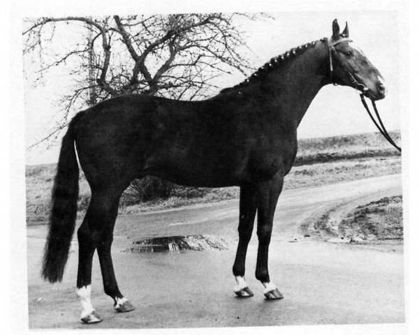 stallion Lindberg (Hanoverian, 1971, from Der Löwe xx)