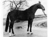 horse Lindberg (Hanoverian, 1971, from Der Löwe xx)
