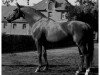 horse Eisenherz I (Hanoverian, 1968, from Einglas)