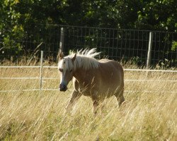 Pferd Nobby (6,40% ox) (Edelbluthaflinger, 2017, von Noville-M (0,293% ox))