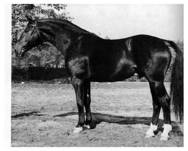 stallion Derneburg (Hanoverian, 1968, from Diplomat)