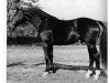 stallion Derneburg (Hanoverian, 1968, from Diplomat)