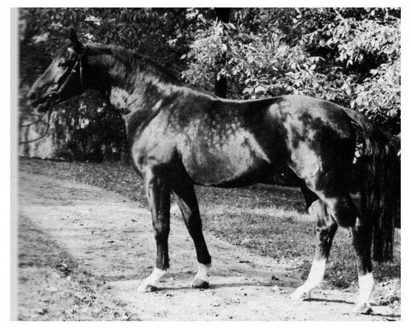 horse Dynamo (Hanoverian, 1974, from Don Carlos)