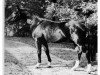 horse Dynamo (Hanoverian, 1974, from Don Carlos)