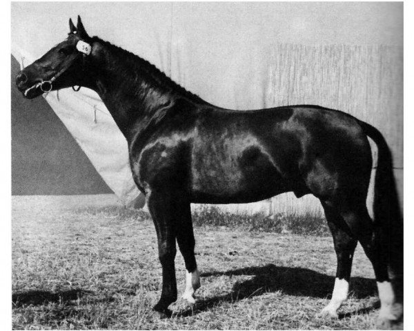 Pferd Duft II (Hannoveraner, 1958, von Duellant)