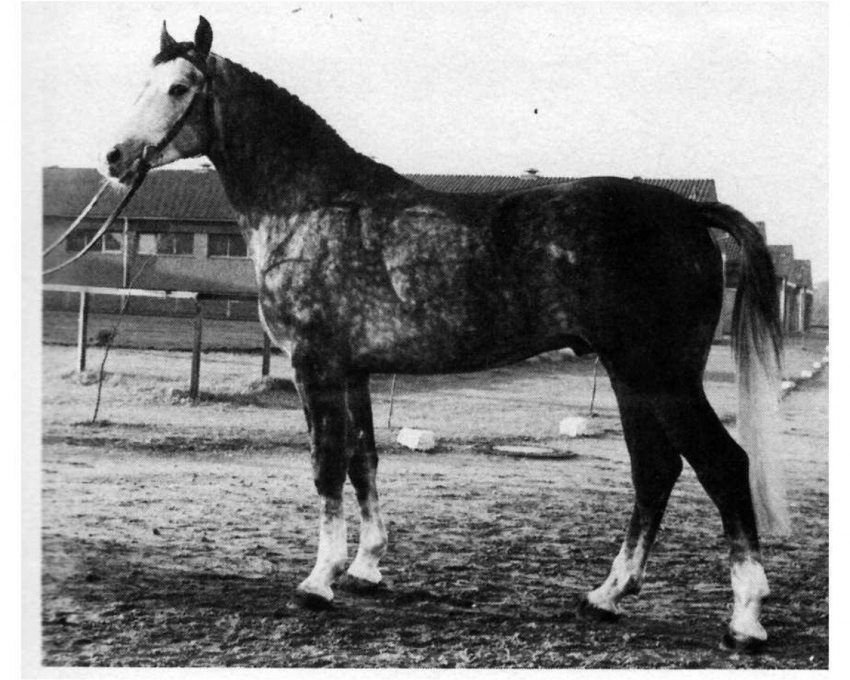 stallion Wagner (Hanoverian, 1975, from Wendekreis)