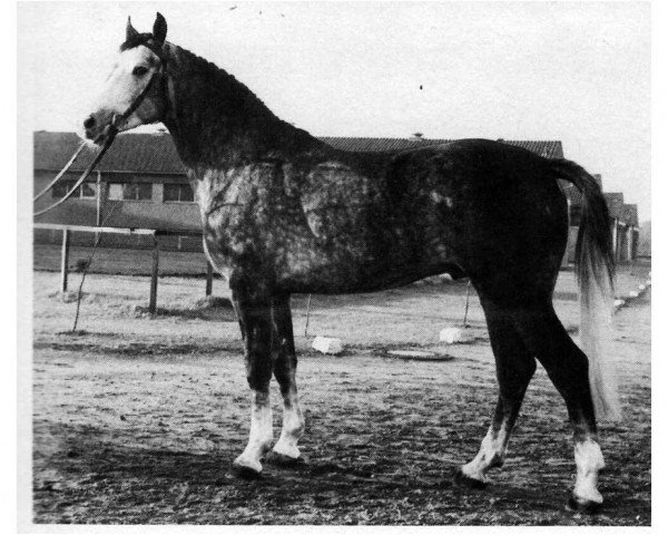 stallion Wagner (Hanoverian, 1975, from Wendekreis)