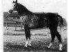 stallion Wagner (Hanoverian, 1975, from Wendekreis)