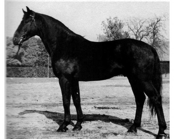 stallion Wellington (Hanoverian, 1974, from Winnetou)
