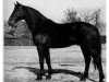 stallion Wellington (Hanoverian, 1974, from Winnetou)