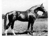 horse Watzmann (Hanoverian, 1968, from Weingau)