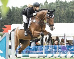 jumper Lantinus 9 (Oldenburg show jumper, 2012, from Lantino 25)