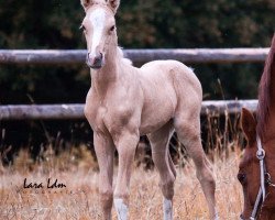 Pferd Come On Eileen GT (Deutsches Reitpony,  )