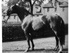 stallion Akrobat (Hanoverian, 1963, from Abglanz)