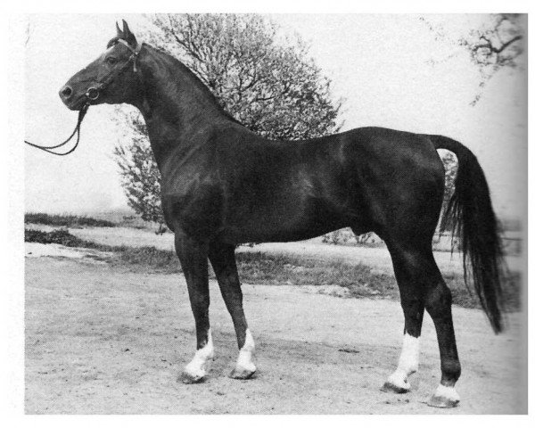 horse Argus (Hanoverian, 1964, from Abdulla 4026)