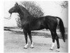 dressage horse Argus (Hanoverian, 1964, from Abdulla 4026)